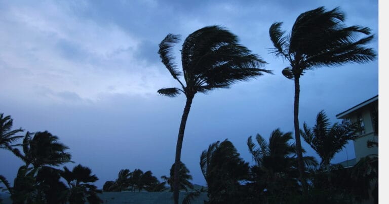 Stormy sky and palm tree symbolizing Carnival cruise weather alerts